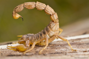 Escorpion ibérico